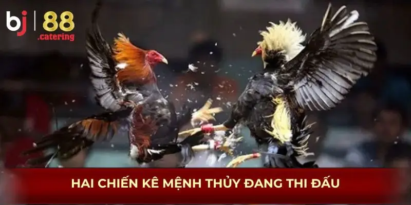 Hai chiến kê mệnh Thủy đang thi đấu