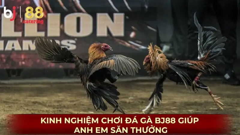 Kinh nghiệm chơi đá gà BJ88 giúp anh em săn thưởng